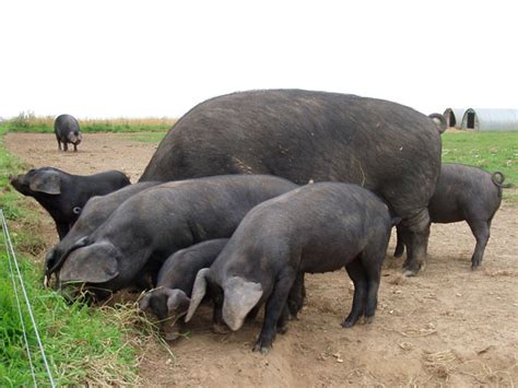 Large Black pigs: the gentle giants | Pocket Farm Magazine