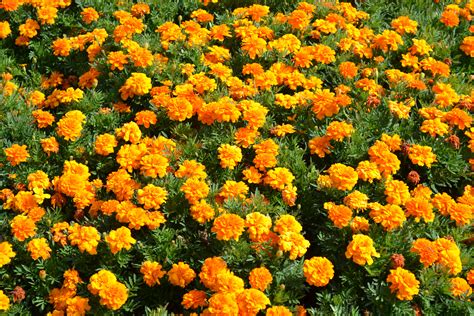 Orange Marigold Annual Flower - Green Thumb Advice