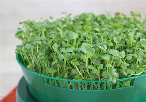 Daikon Sprouts, How to Grow and Reason to Eat Them