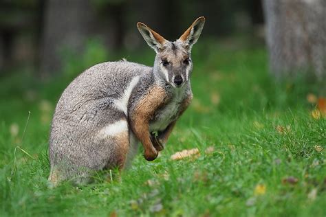 16 Animals That Live in Australia - WorldAtlas