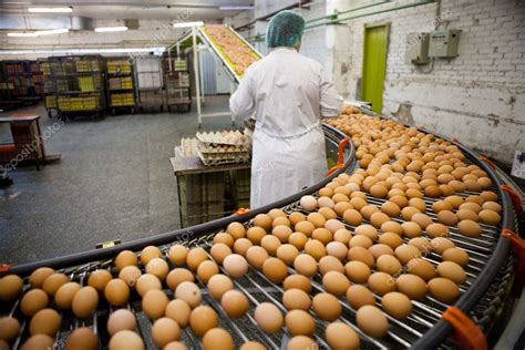 Eggs production line Stock Photo by ©nikkytok 10239628