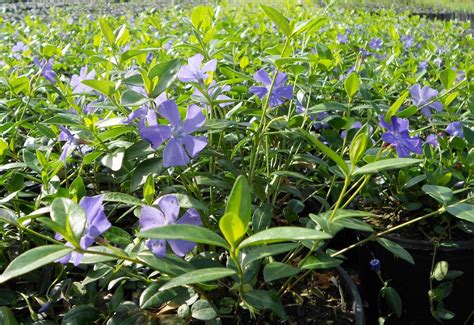 Vinca minor - Boething Treeland Farms