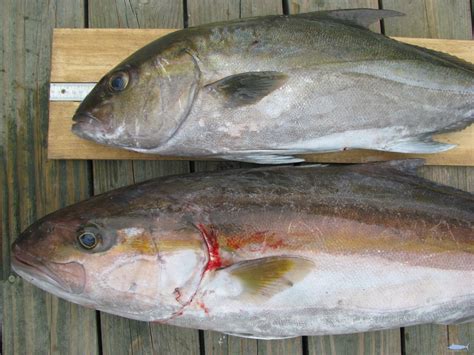 Amberjack Identification » NCFishes.com