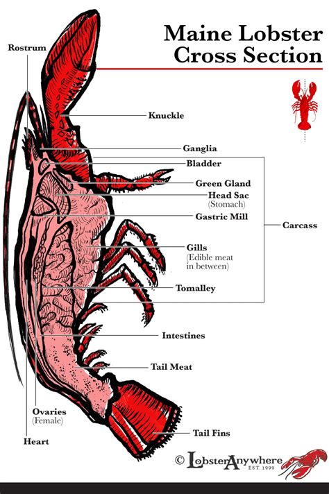 Lobster Anatomy: Understanding The Basics Of Lobster Lingo