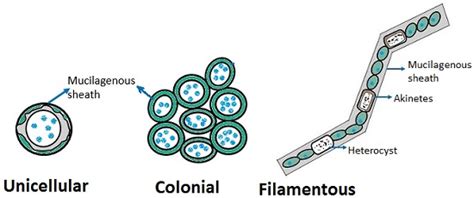 Types Of Cyanobacteria