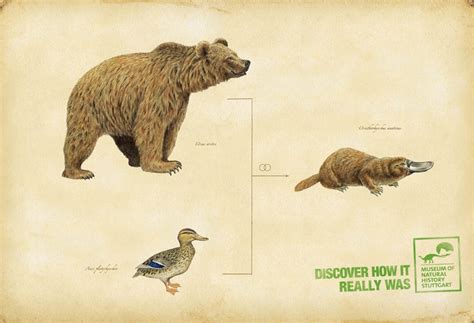 Evolution Platypus | Curiously | Pinterest