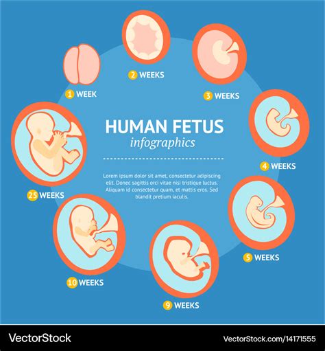 Desarrollo Embrionario Y Fetal Stages Of Fetal Development Prenatal | Porn Sex Picture