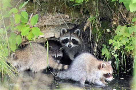 Raccoon Family by sgt-slaughter on DeviantArt