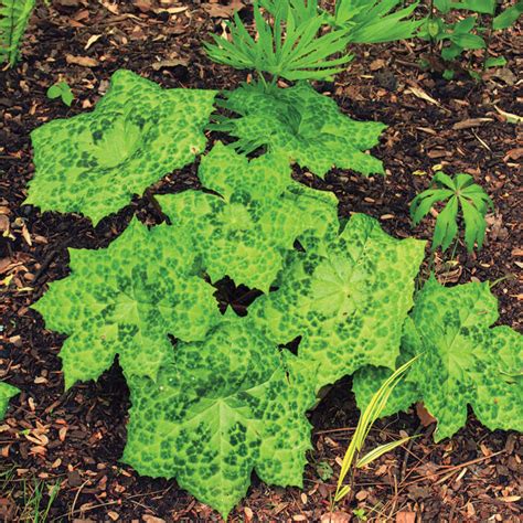 Fabulous Foliage in a Shade Plant: ‘Spotty Dotty’ Mayapple - Fine Gardening