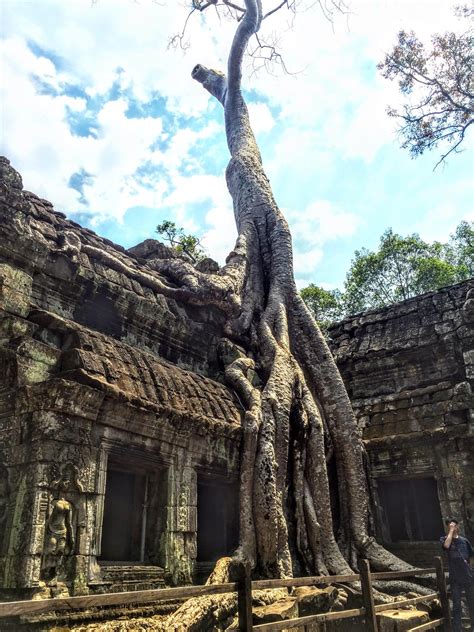 This Tree in Cambodia. : r/marijuanaenthusiasts