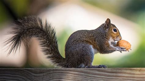 Do Squirrels Like Walnuts And The Best Type To Feed Them