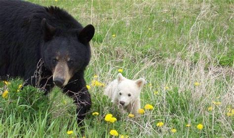 White Wolf : Incredibly rare albino bear cub with her mom spotted in ...