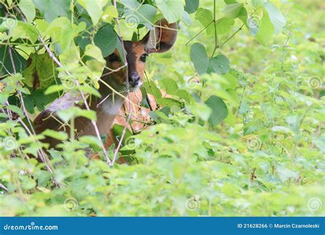 Bushbuck Hiding From Predators On Savanna Stock Photo | CartoonDealer ...