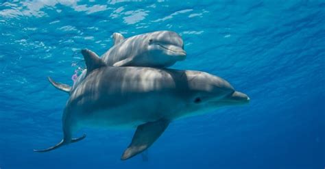 Dolphin Lifespan: How Long Do Dolphins Live? - IMP WORLD