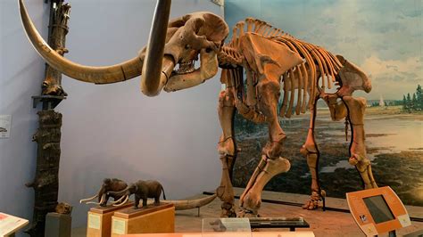 Mammoth vs Mastodon: What is the Difference? — Earth@Home