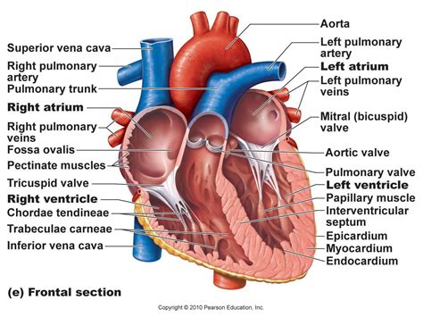 Heart Diagram Labeled