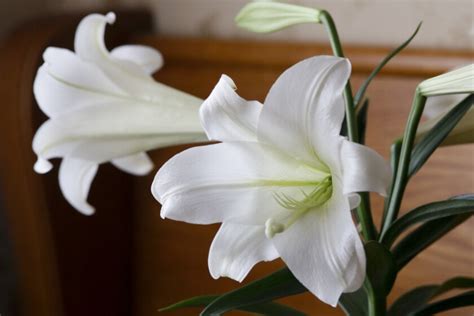 How to turn your Easter lily into an outdoor perennial - InForum ...