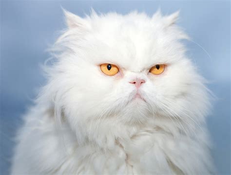 Persian Cat Breed - Types- Personality - Caring - Health Issues