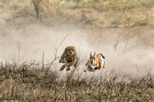 Cheetah brings down a gazelle after incredible chase | Daily Mail Online