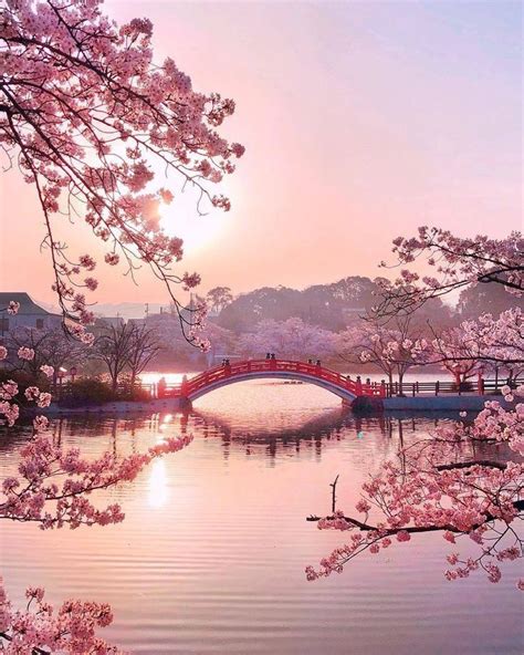 japan pink aesthetic wallpaper | Фотография природы, Пейзажи, Красивые места