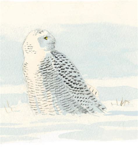 Snowy Owl - The Sound Approach