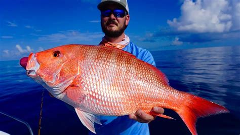 Red Grouper - Profile | Traits | Facts | Mechanism | Fishing - SeaFish