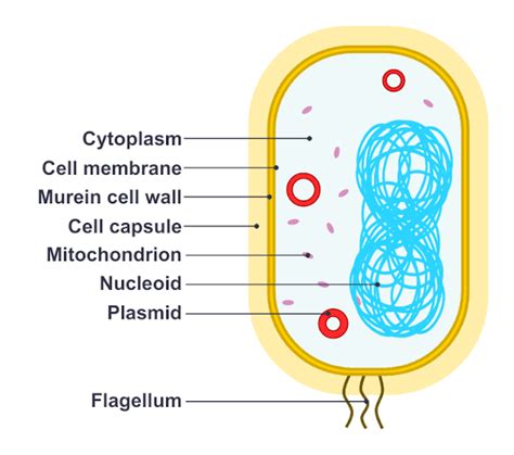 Characteristics of bacterial cells