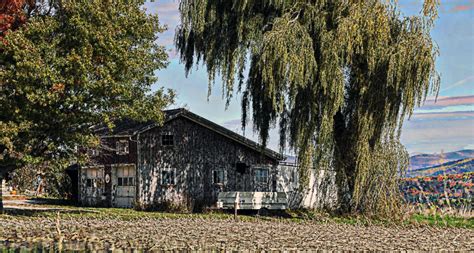 Weeping Willow Tree Free Stock Photo - Public Domain Pictures