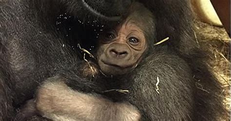 Zoo's newborn gorilla gets a name