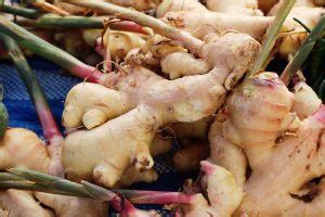 How to Grow Ginger Indoors | Gardener’s Path