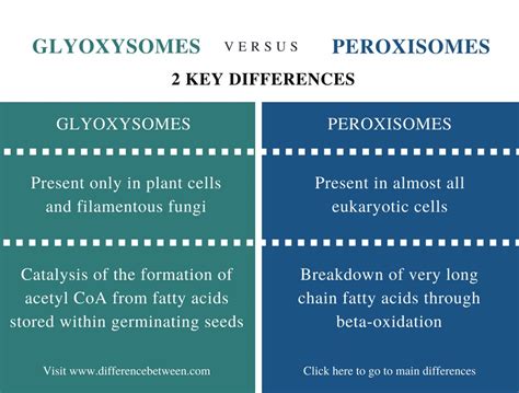 What Is The Difference Between A Lysosome And A Peroxisome ...