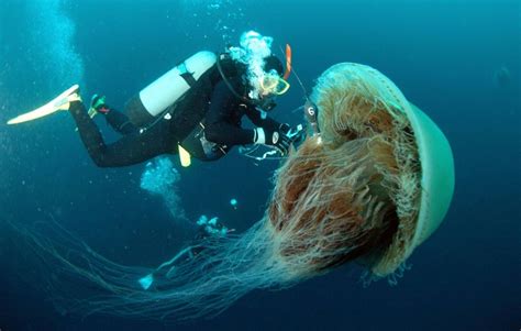 Extremely Rare Giant Phantom Jellyfish With Ribbon-Like Oral Arms ...