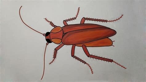 draw a cockroach and label it - oilpaintingoffruits