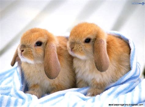 Baby Bunnies Sleeping | Wallpapers Gallery