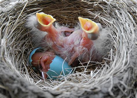 Baby Birds Hatching