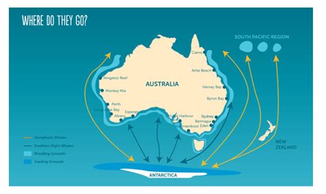 Suzanne Brandyn Author: Whale Migration Where do they go?