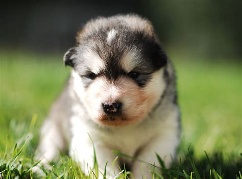 Alaskan Malamute puppy, puppies for sale in Ontario cost, price ...