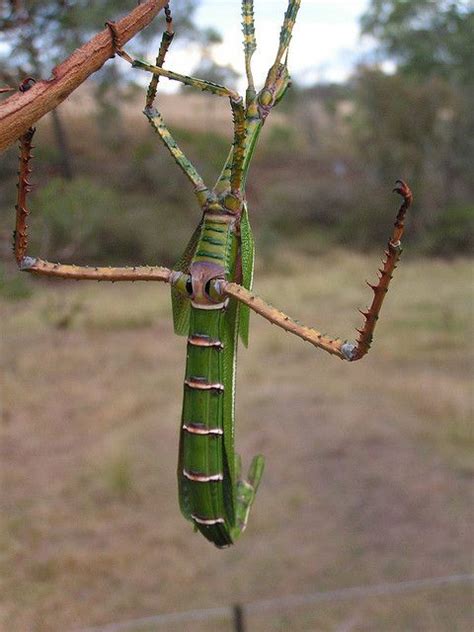 Eurycnema goliath (Goliath Stick-Insect) | Stick insect, Weird insects, Beautiful bugs