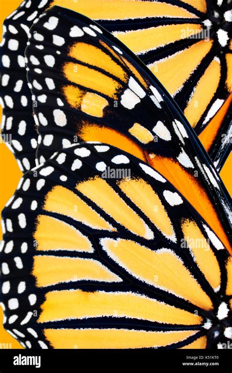 Monarch Butterfly Wing Patterns