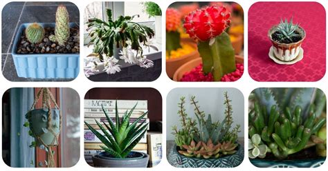 The Best Indoor Succulents - 12 Varieties That Will Thrive In Your Home - Essential Home And Garden