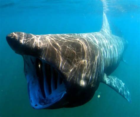 Basking Shark Facts for Kids - KonnectHQ