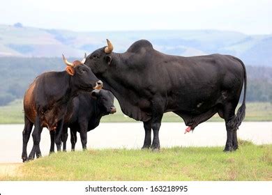 Huge Brangus Breed Bull Muscles Ready Stock Photo 163219001 | Shutterstock