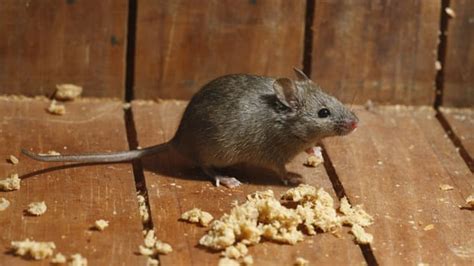 Mice, Rat & Rodent Pest Control Canberra, Rat Control - Canberra Pest Control