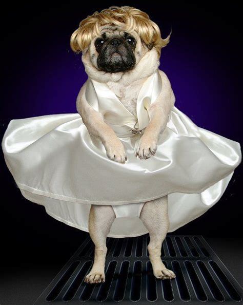 28 best Pug Halloween Costumes images on Pinterest | Pug costume, Dog halloween and Pug ...