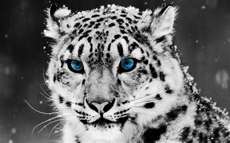 Cool Snow Leopard Wallpapers - Top Free Cool Snow Leopard Backgrounds - WallpaperAccess