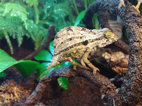 Bearded Pygmy Chameleon Facts and Pictures | Reptile Fact