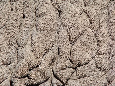 elephant skin texture - Google Search | Animal texture, Elephant skin, Animal skin texture