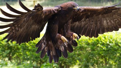 Wallpaper Golden Eagle, Mexico, bird, animal, nature, wings, brown ...