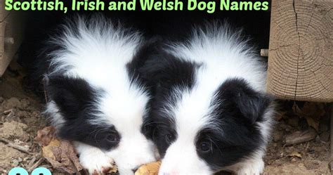 The Modern Bark | Dog Training Tips: 99 Names for Female Border Collies | Scottish, Irish and ...