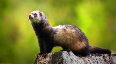 Ferret (Mustela Putorius Furo) - Information and Facts